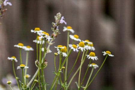 Chamomile in Amy's garden